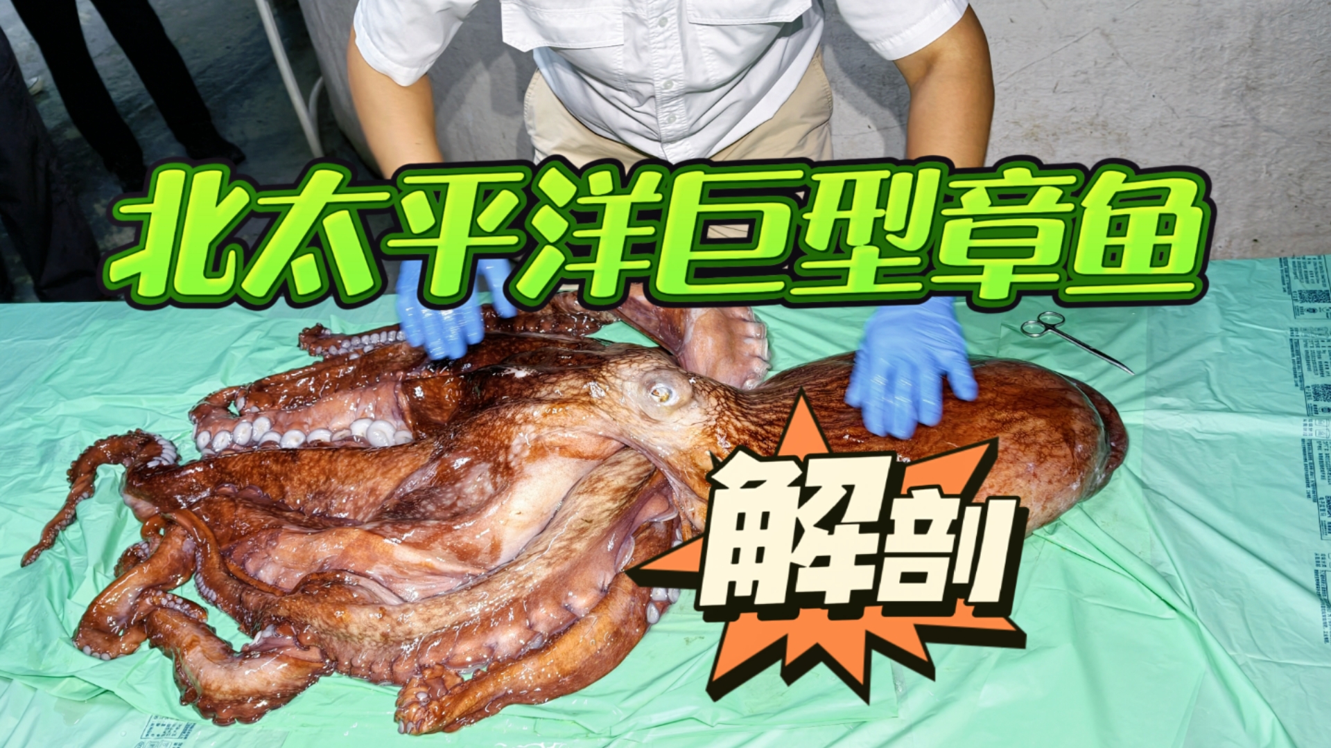 解剖北太平洋巨型章鱼，体内发现寄生虫