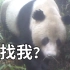 在海拔1800米的地方寻找大熊猫是什么体验