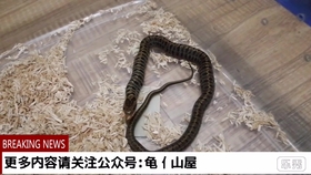 蛇是怎么蜕皮的全过程 8bbf90ee2ba0780a9a8bf5dfe12eeaa834bdd00a.jpg@280w_158h_1c_100q.jpg