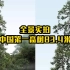 全景实拍中国第一高树83.4米