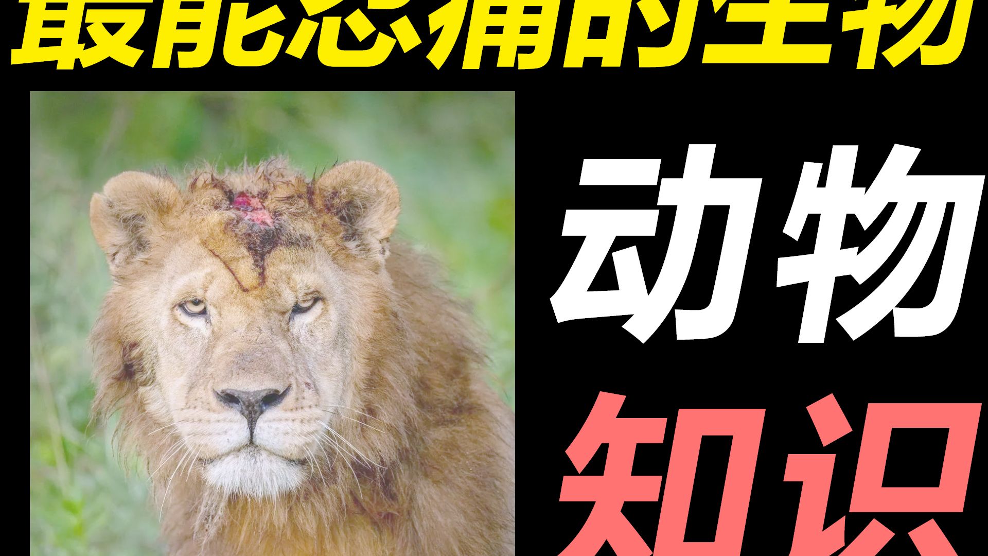 自然界最能忍痛的是猫吗？可能进不了前三！