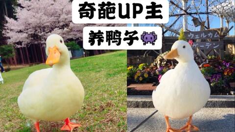 8bce3c41c6e441ec30887d12a2f8008aae053e6a.jpg@480w_270h_1c