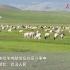 蒙古国赠送的三万只小肥羊要来了，怎么吃想好了吗？湖北老铁
