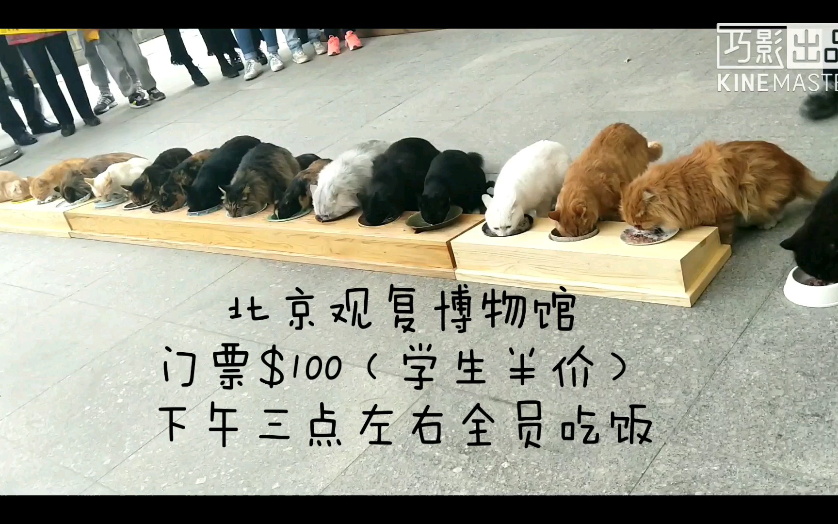 【吸猫】北京观复博物馆看猫猫集体吃饭！！
