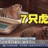 黑龙江东北虎林园今年已迎7只虎崽