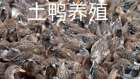 秘制卤鸭头图片 8bf4aa6d7feeefabfd647afad0d8df3a94be1779.jpg@280w_158h_1c_100q.jpg