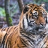 当今存在感最低的虎种之一 苏门答腊虎 它们已经濒临灭绝