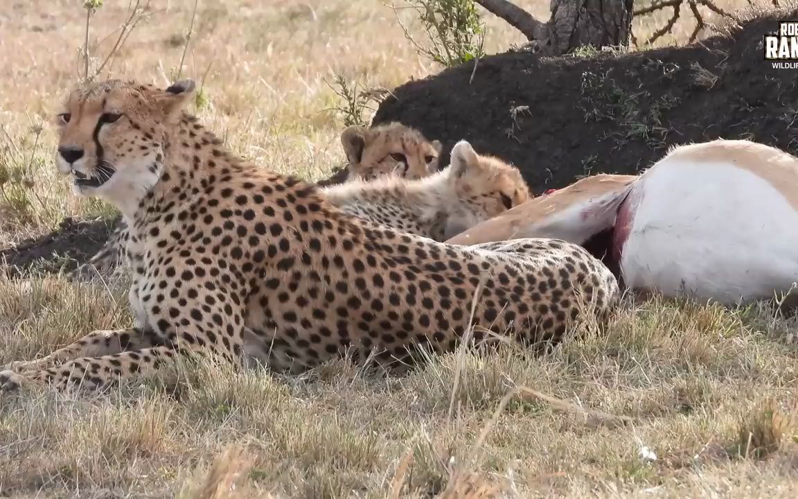 成就达成：在B站看一个小时的猎豹妈妈和幼崽啃食黑斑羚视频