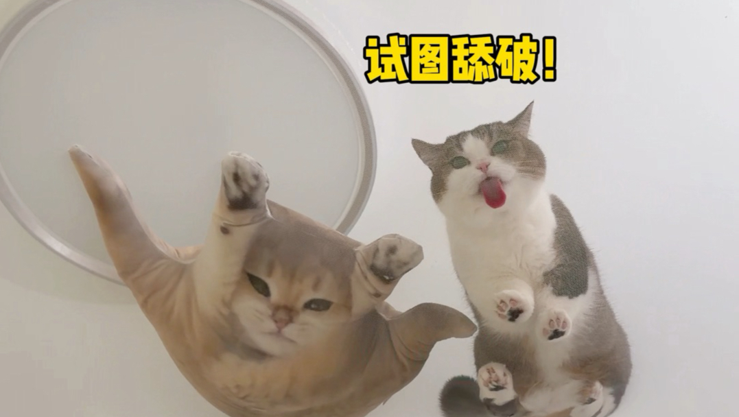 蚊帐：早知道烂厂里！！
