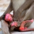 刚出生小猴子母猴拒绝喂奶，还急于给小猴子传受武学？这颜色~莫非你就是“关云翔” ？