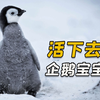 活 下 去，企 鹅 宝 宝