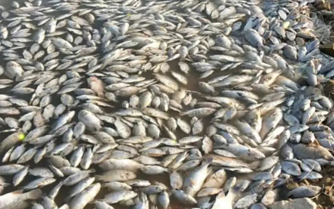 做梦梦见好多死鱼是什么意思,探索梦境背后的深层含义 做梦梦见好多死鱼是什么意思,探索梦境背后的深层含义