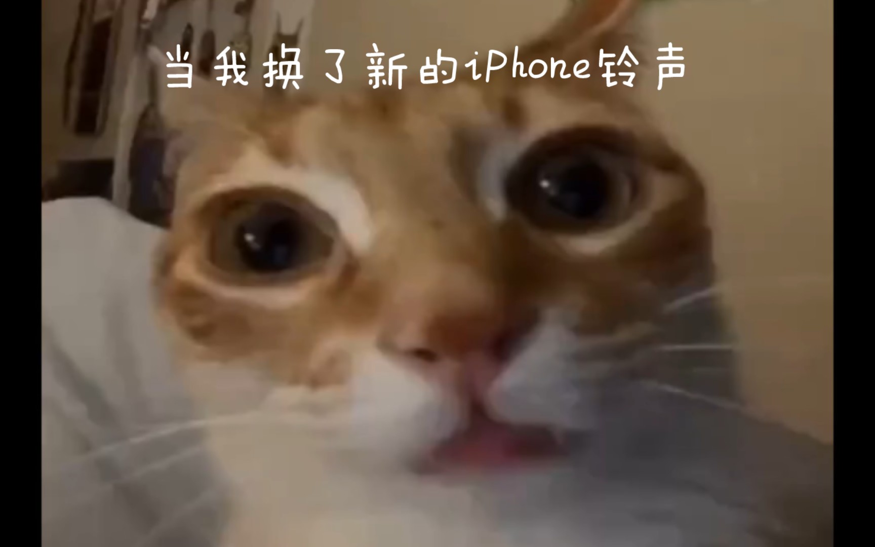 猫iPhone
