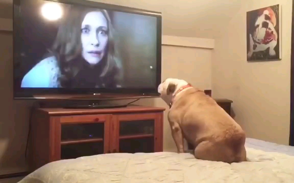 【搞笑】狗狗观看《招魂2》女鬼出现时的反应，很可爱哈