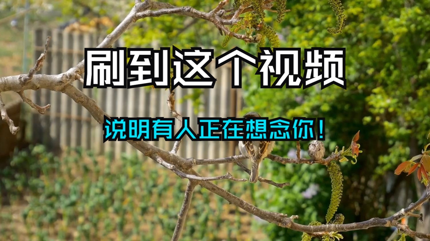 刷到这个视频不是偶然，说明有人正在想念你！