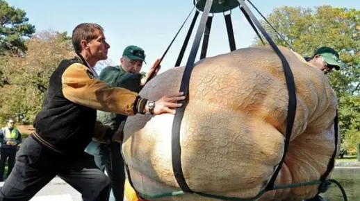世界上最大的南瓜，要一辆吊车才能搬得动，一个就够你吃几年了
