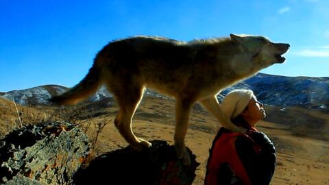 官方对狼戈的评价 8c5845d1ac12f24739d4f1479415d61fc89156c2.jpg@480w_270h_1c