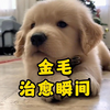 金毛的治愈瞬间