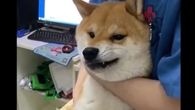 8c852760f41cceef1d452238c74558d45d6920bd.jpg@280w_158h_1c_100q.jpg