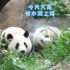 【大熊猫和花、和叶】花主任又被水滋上班啦！