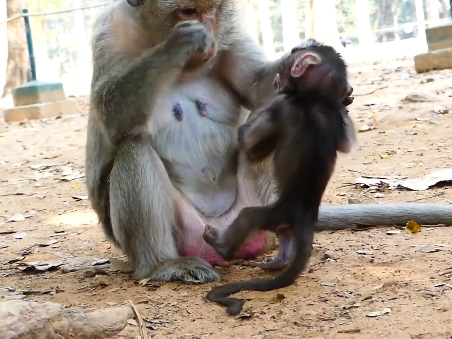 猴妈边吃东西边收拾孩子，招招致命，小猴子皮开肉绽！