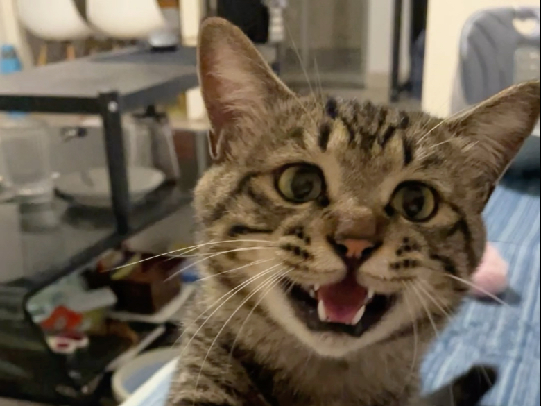 陪！我！玩！你下班回家了为什么还不陪我玩！