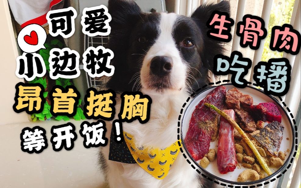 【边境牧羊犬】饭前昂首挺胸，饭后刷盘不停