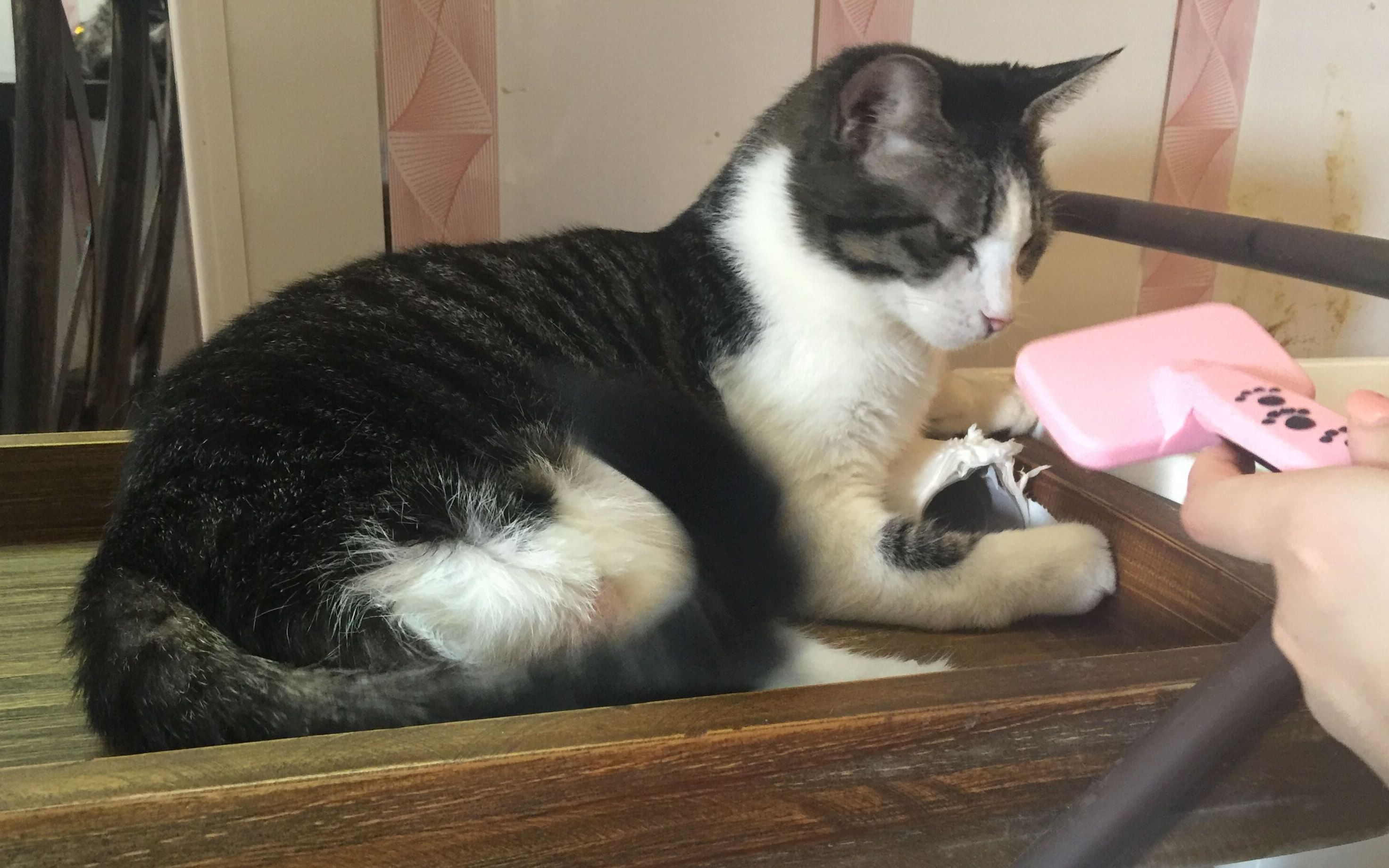 【店】摸猫合集②