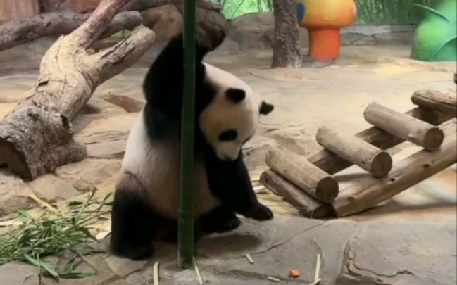 大熊猫三胞胎酷酷给大家跳个舞～酷酷的减肥运动