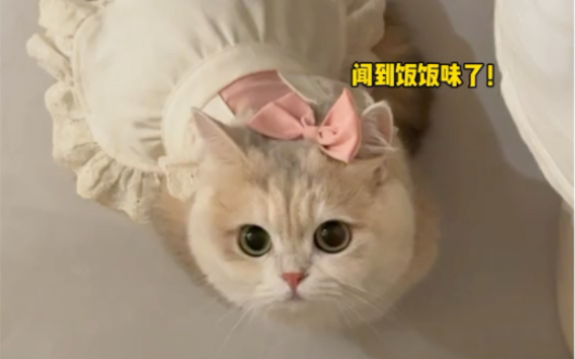 乖乖等饭的小猫 薄荷：妈你快点