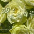 【DD的花花日记】DAY 12  稀有的绿色玫瑰有多美？？？ 绿韵玫瑰  骄傲玫瑰