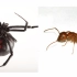【节肢动物对决】黑寡妇VS红火蚁——结果竟然是。。
