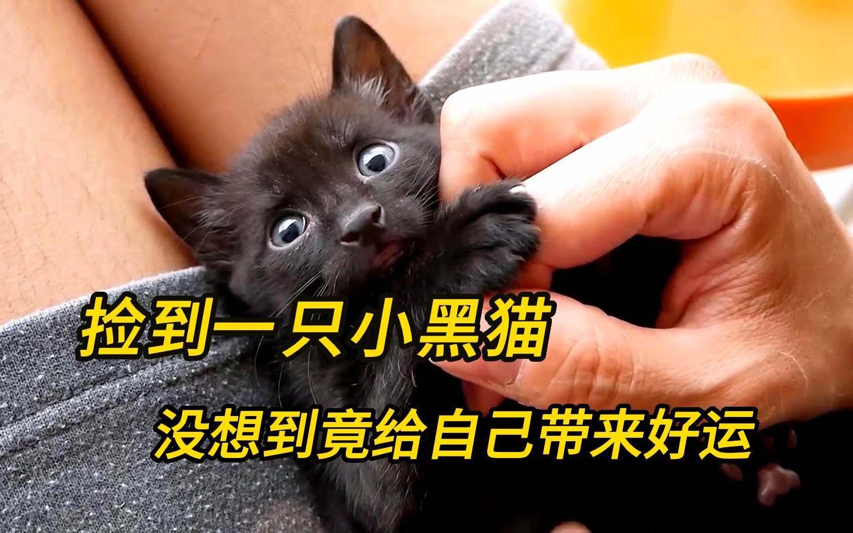 小哥救助了一只小黑猫，从此以后竟然好运连连