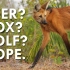 【个人汉化】【神奇动物在哪里の迷人的鬃狼】Not a Deer, Wolf or Fox, the Maned Wolf