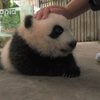 饲养员鼓励熊猫幼崽走路