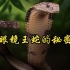 【美国】【纪录片】眼镜王蛇的秘密 The Secret of the King Cobra