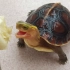 这种乌龟千元一只，和人的互动像小狗一样，真是宠物龟的首选