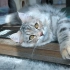 西伯利亚森林猫｜惬意慵懒的秋日猫咪（治愈向）