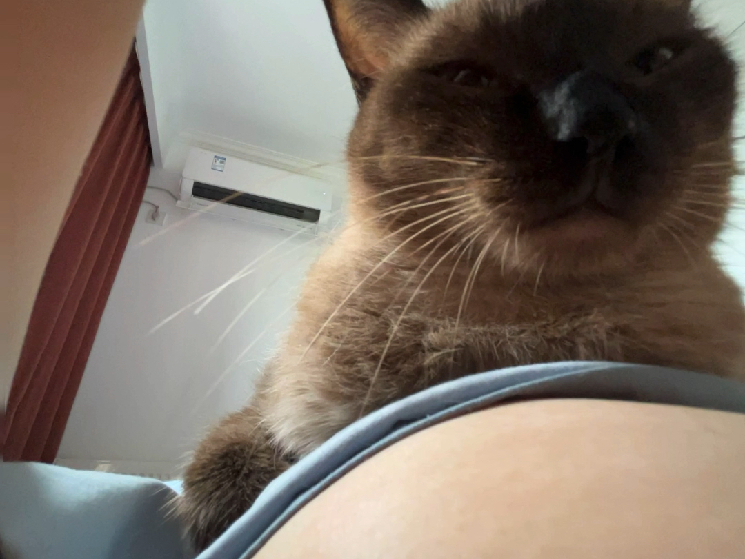 Siamese is a small dog.