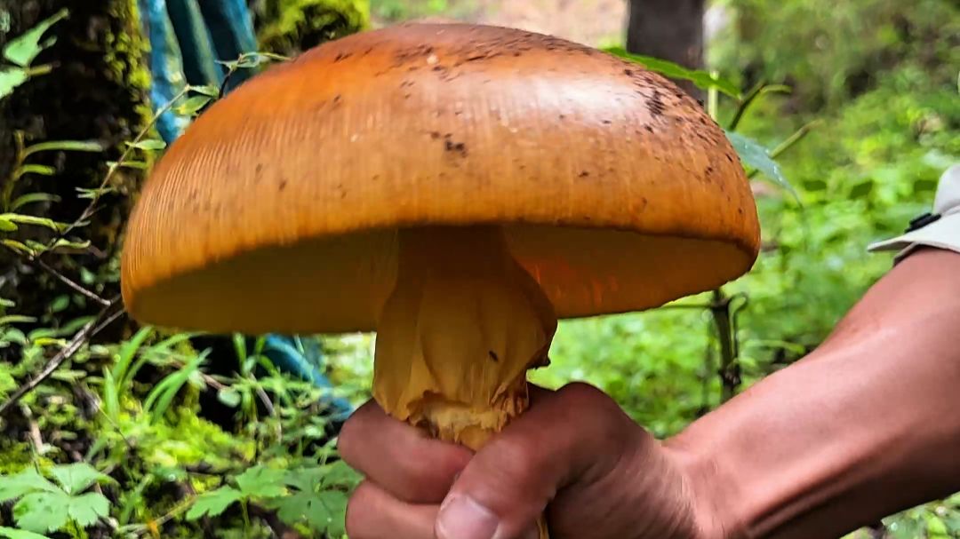 捡菌子的人不着急赶路。 雨替她把所有喧哗都关在了林外。