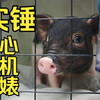 实锤猪界心机婊：6斤的身体，9斤的反骨，还有九百多个心眼子