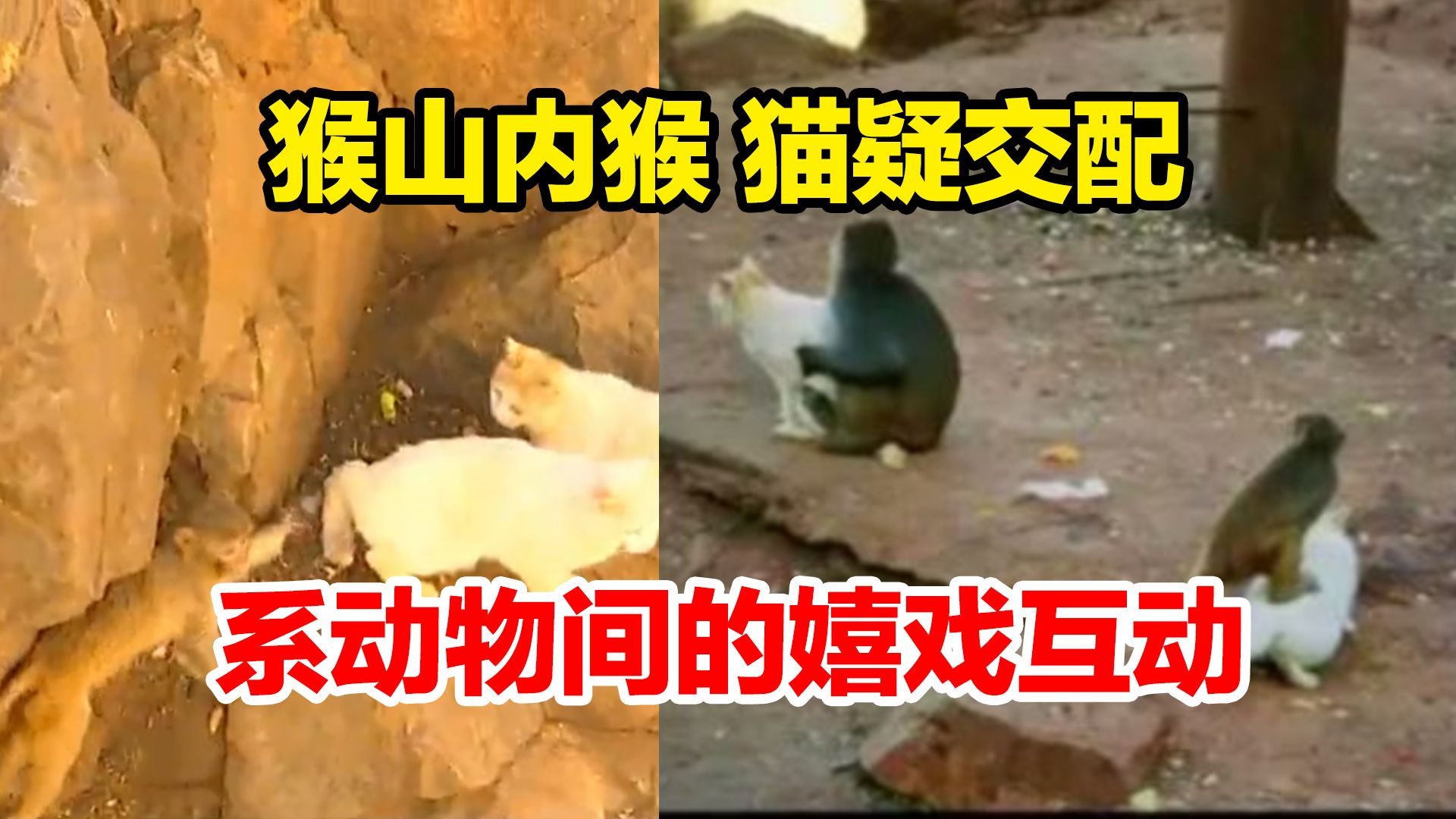 昆明动物园回应猴子和小猫疑交配:系动物间的嬉戏互动,不存在虐待行为哔哩哔哩bilibili