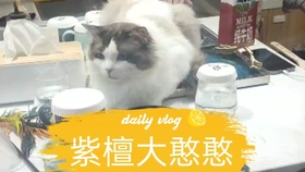 喵喵多短剧，一场视觉与情感的盛宴，喵喵多短剧，视觉与情感的交织盛宴