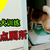 训练柴犬定点上厕所，乱尿修正