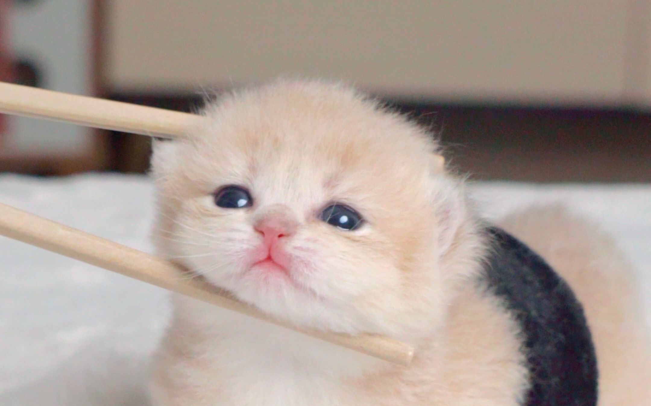 今天吃猫猫寿司，一口一个小猫咪