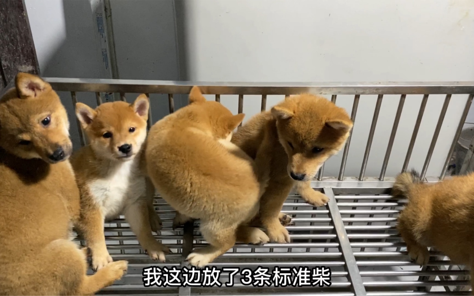 标准柴犬和豆柴到底又啥区别