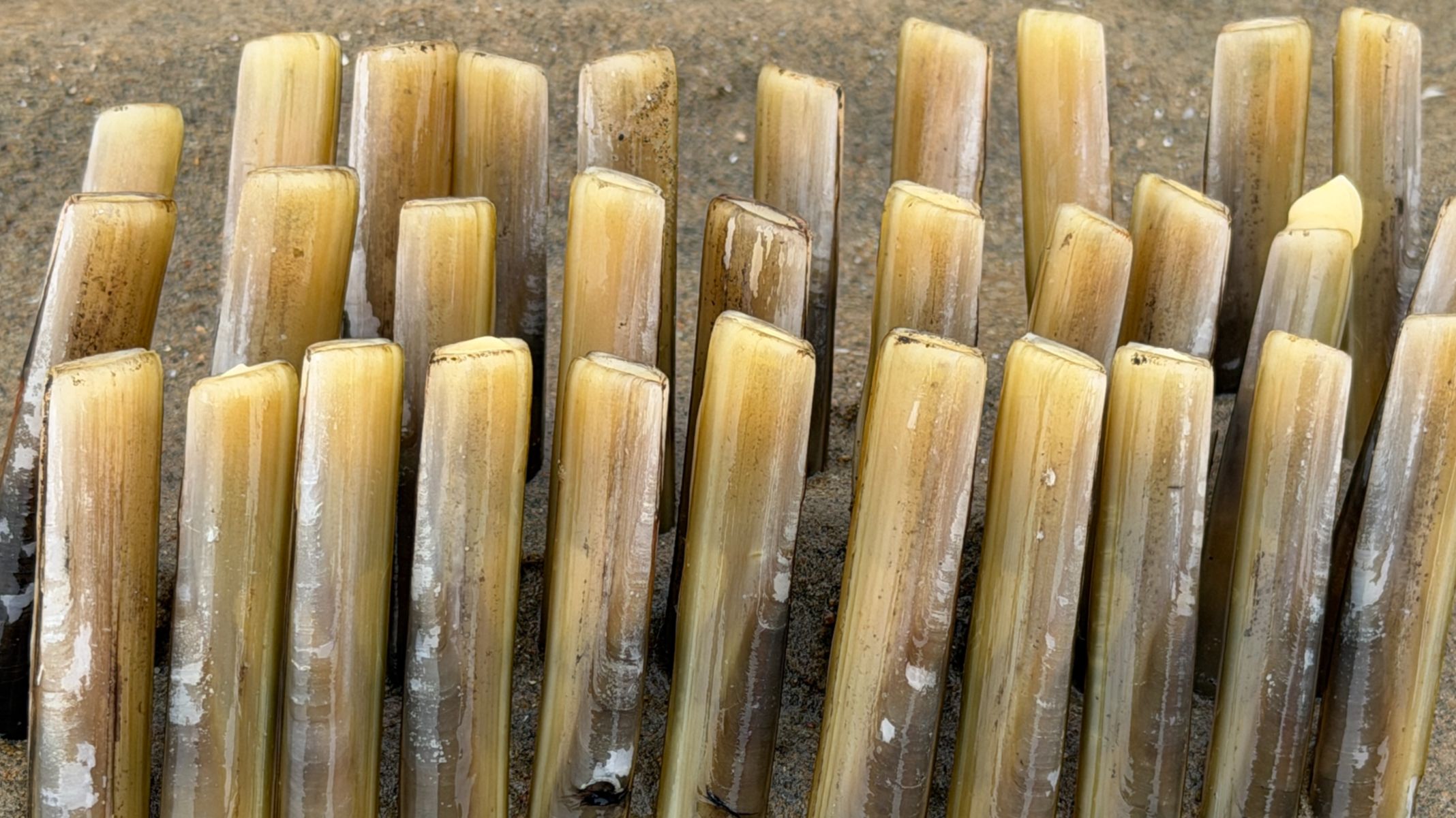 大庆赶海，大海退潮后发现大个的竹节蛏眼，撒上一点盐往外跑
