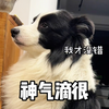 做狗可以没出息，但不能没种！    一只小母狗频繁到狗子面前示好，狗子直接搂住…小母狗的小老公嗖一下直接冲过来揍狗