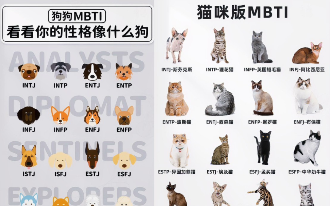 〔MBTI〕猫猫,狗狗版,终结篇哔哩哔哩bilibili