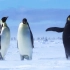 南极之旅丨原来企鹅都是社牛